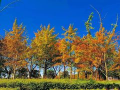 -昆山城市生态森林公园