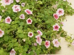 -利顺德大饭店·维多利亚花园(小白楼店)