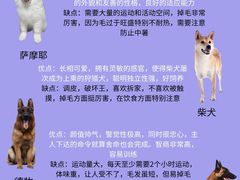 -翊宠yipet猫狗购宠庄园犬舍•猫舍