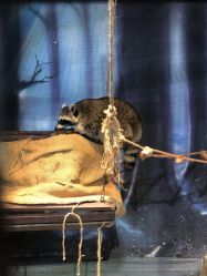 -酷嗒动物文化乐园(cutezoo西溪乐天城店)