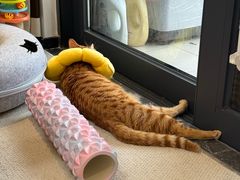 -瑞鹏宠物医院·骨科·猫科·内科(第一中心)