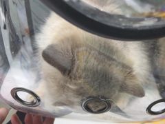 -心仪动物医院·牙专科·肿瘤·心脏科(西客站院)