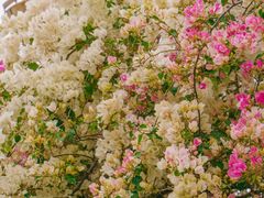 -深圳国际园林花卉博览园