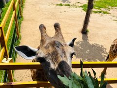 -西霞口神雕山野生动物世界