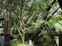 -上海醉白池公园