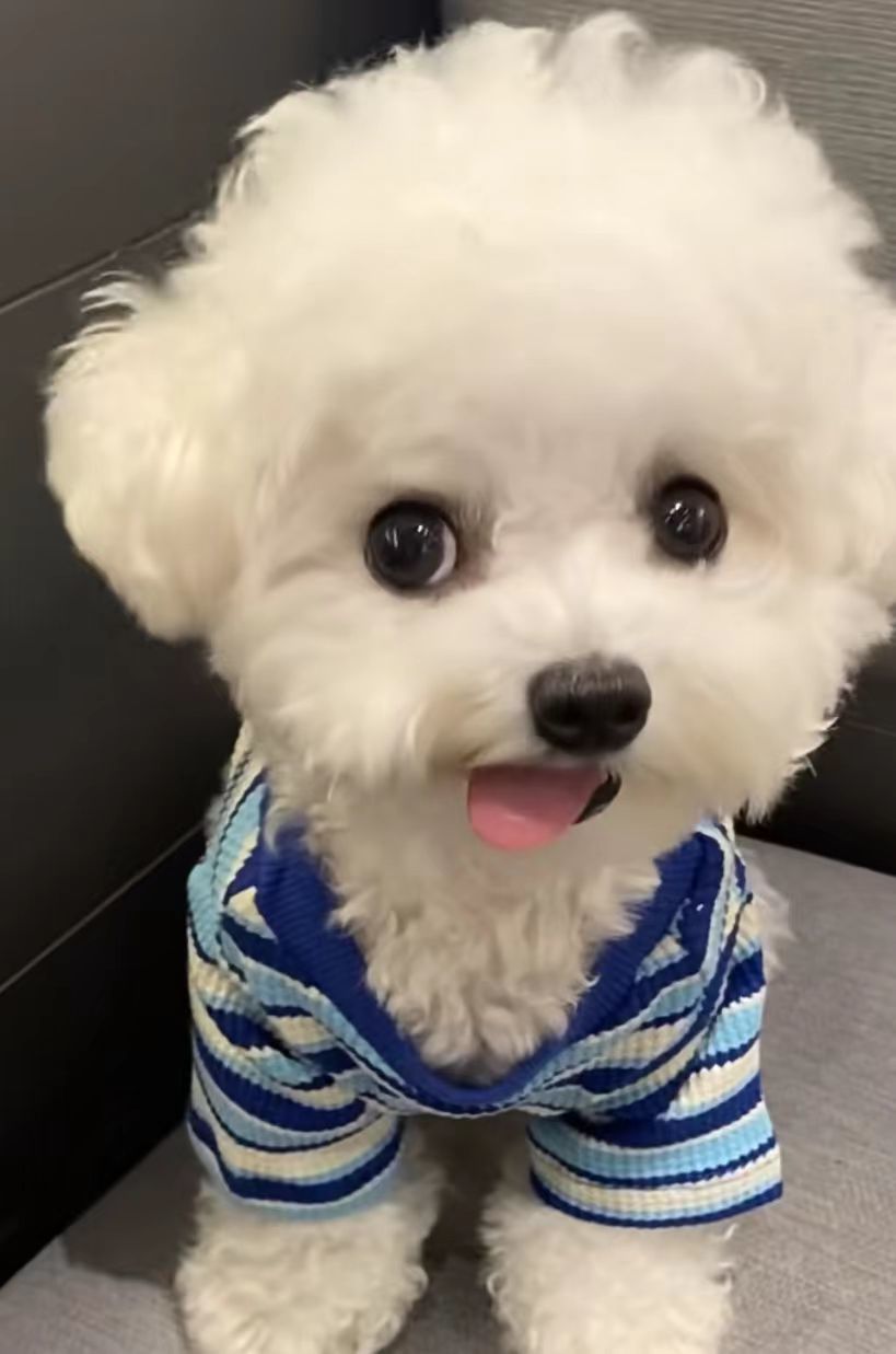 狗狗萌态百看不厌