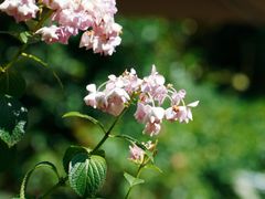 -谷咖啡·鲜花绿植花园餐厅
