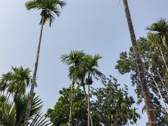 -中国科学院西双版纳热带植物园