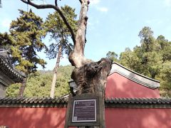 -北京上方山国家森林公园
