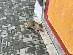 -高旻寺