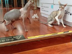 -猫小院猫主题咖啡厅(北锣店)
