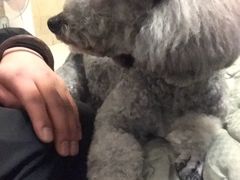 -宠颐生嘉德动物医院