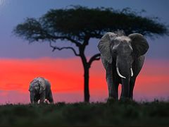 -罗红摄影艺术馆