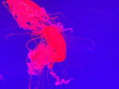 -海合安武汉极地海洋公园