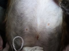 -纳吉亚猫专科动物医院博雅分院