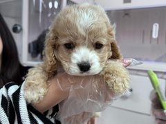 -翊宠yipet猫狗购宠庄园犬舍•猫舍