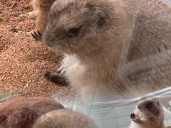 -more than meow吴止猫主题餐厅(承德 中船汇店)