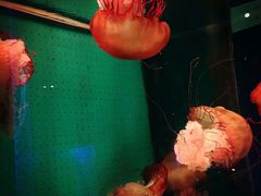 -厦门海底世界