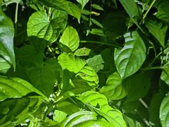 -中国科学院西双版纳热带植物园