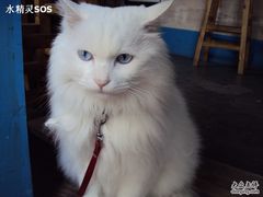 -Babycat私家御饼屋(龙头路一店)