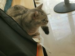 -平行世界·猫咖(首经贸店)
