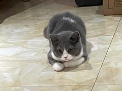 -lincat·猫舍(广州店)