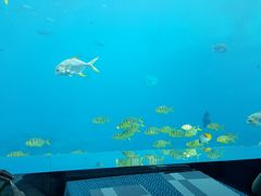 -瑞德姆美人鱼海底演艺主题餐厅(亚龙湾店)