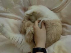 -艾吉宠物医院·疑难杂症转诊中心·猫友好(碧江路院)