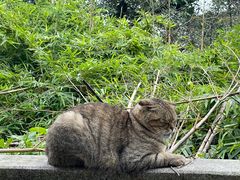 -涂山寺素食餐厅
