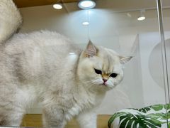 -青奢宠物·青奢猫舍