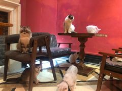 -猫色咖啡·猫咖