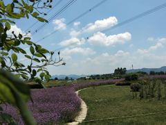 -紫颐香薰山谷景区