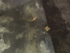 -几荷·恰似故人来(秀水广场店)