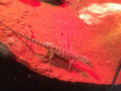 -悉尼海洋生物水族馆