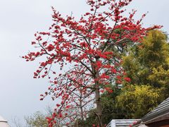 -史努比缤纷世界