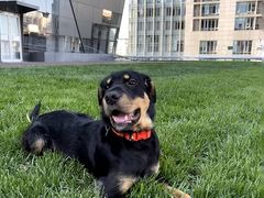 -百好乐宠物友好餐厅(朝外大街店)