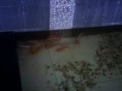 -丰茂烤串(建设街店)
