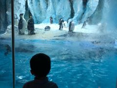 -帝企鹅自助餐厅•儿童岛•真企鹅(长隆企鹅酒店)