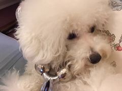 -小尾巴宠物店(万科·金域华庭店)