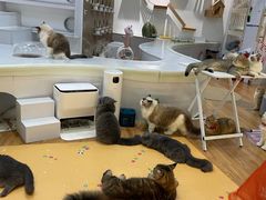 -COLOR PETS 撸猫馆·购猫·猫咖(长风大悦城店)