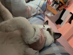 -瑞鹏宠物医院犬猫全科(真大分院)