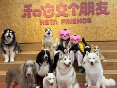 -和它·交个朋友·狗咖猫咖(爱琴海店)