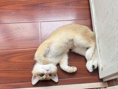 -纳吉亚猫专科动物医院·北北分院
