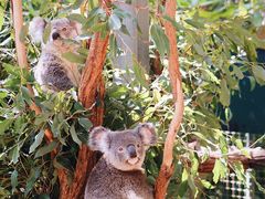 -费瑟代尔野生动物园