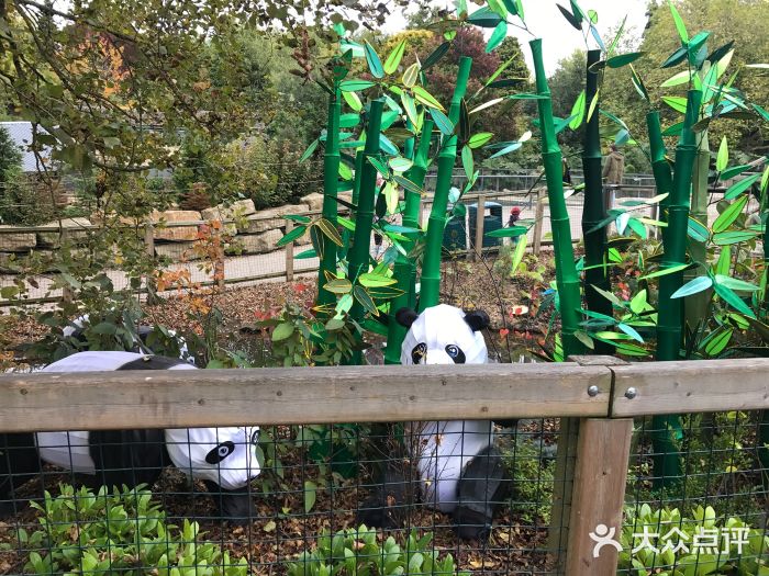 都柏林动物园图片