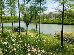 -上海长兴岛郊野公园