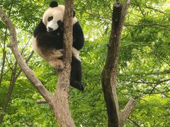 -都江堰中华大熊猫苑