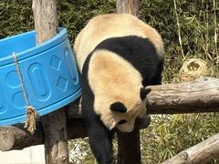 -上海野生动物园