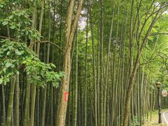 -潜山国家森林公园