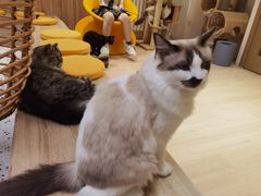 -Umiao与猫咖啡 猫咖